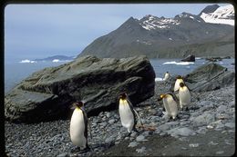 Image of King Penguin