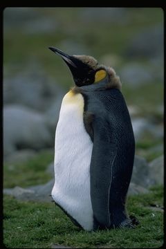 Image of King Penguin