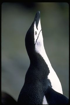 Plancia ëd Pygoscelis antarcticus (Forster & JR 1781)