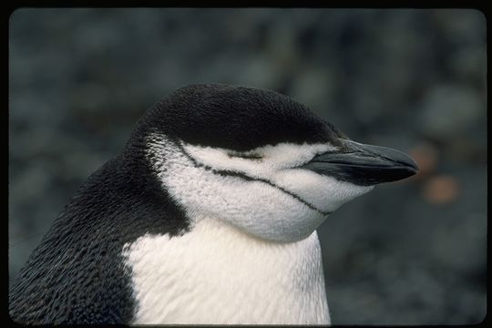 Plancia ëd Pygoscelis antarcticus (Forster & JR 1781)