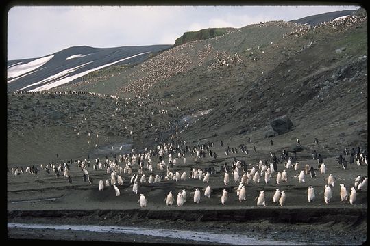 Image of Chinstrap Penguin