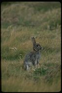 Image of European rabbit