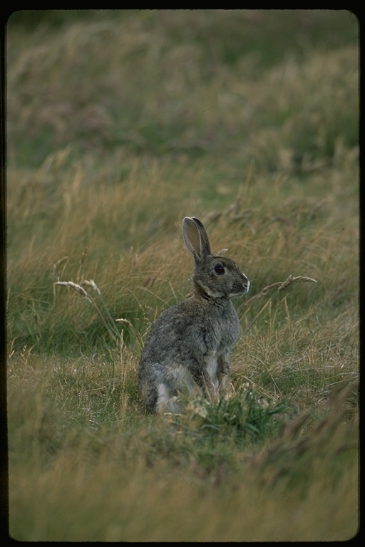 Plancia ëd Oryctolagus cuniculus (Linnaeus 1758)