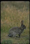 Image de lapin, lapin de garenne