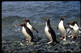 Image of Macaroni Penguin