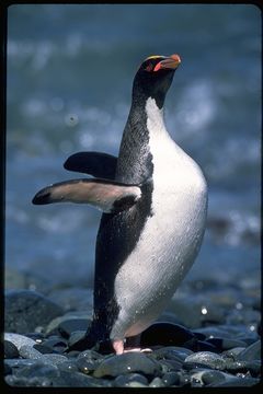 Image of Macaroni Penguin