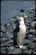 Plancia ëd Pygoscelis antarcticus (Forster & JR 1781)