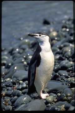 Image of Chinstrap Penguin