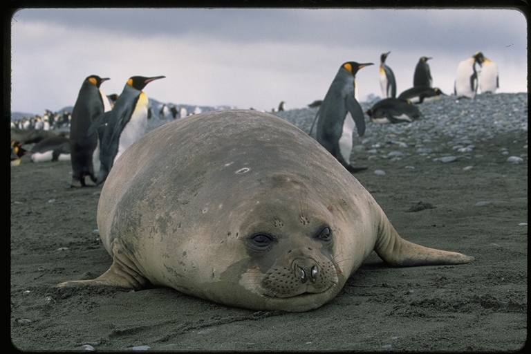 Image of South Atlantic Elephant-seal