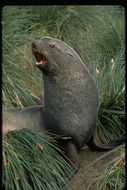 Image of Antarctic Fur Seal