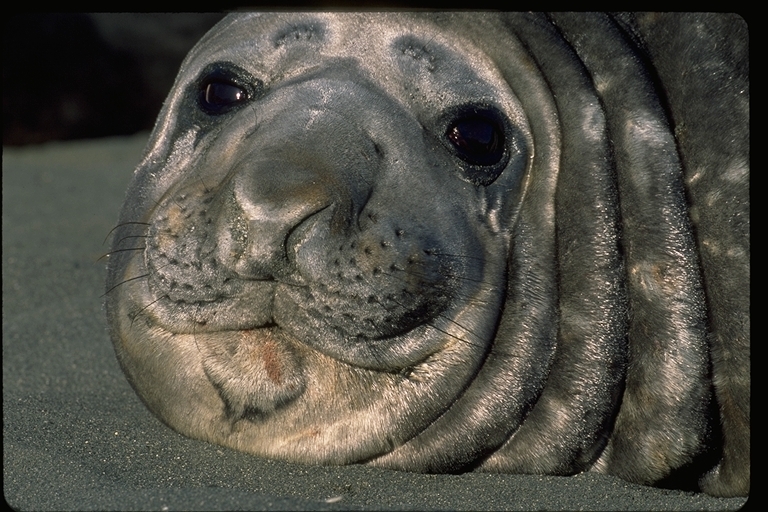 Image of South Atlantic Elephant-seal