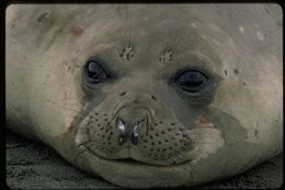 Image of South Atlantic Elephant-seal