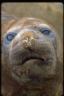 Image of South Atlantic Elephant-seal