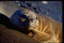 Image of South Atlantic Elephant-seal