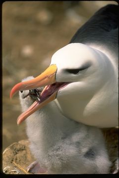 Image of Black-browed Albatross