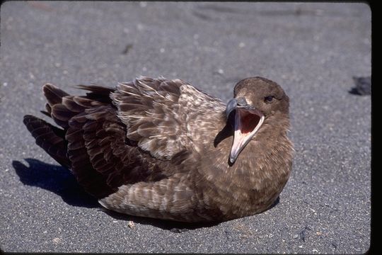 Plancia ëd Stercorarius antarcticus lonnbergi (Mathews 1912)