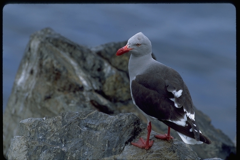 Image of Dolphin Gull