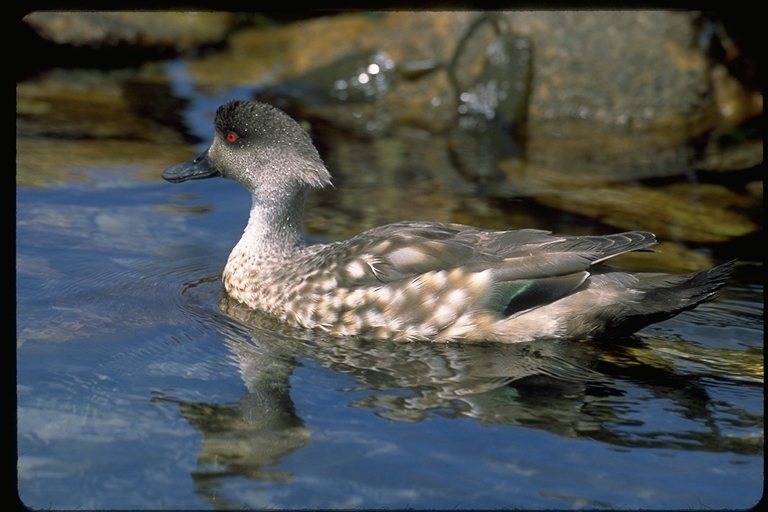 Слика од Lophonetta specularioides specularioides (King & PP 1828)