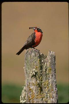 <i>Sturnella loyca falklandica</i> resmi