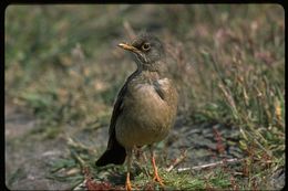 Imagem de Turdus falcklandii Quoy & Gaimard 1824