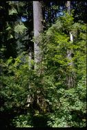 Image of Sitka Spruce