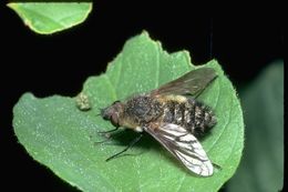 Image of bee flies