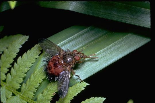 Image of flower flies