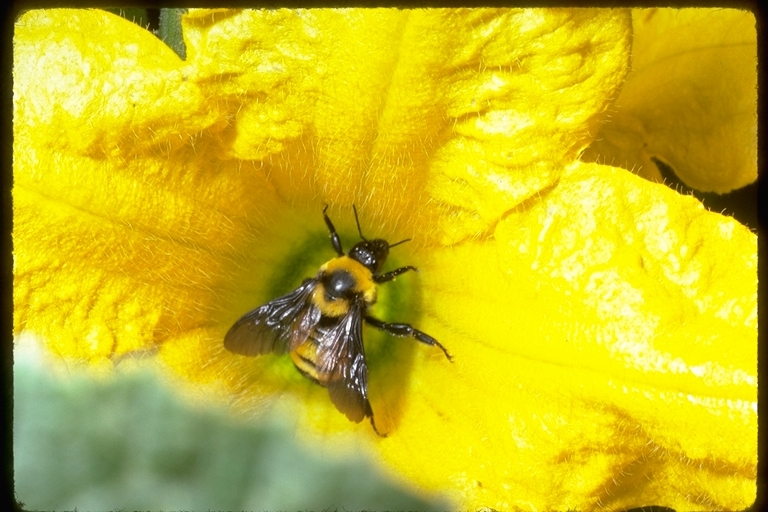 Image of Sonoran Bumble Bee