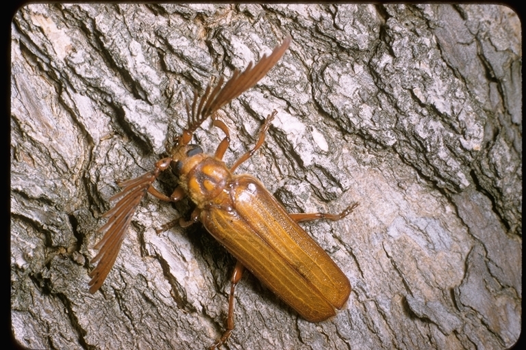 Image of long-horned beetles