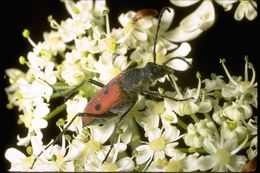 Image of long-horned beetles