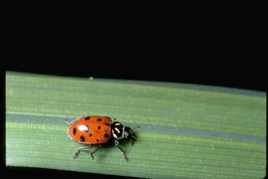 Image of Convergent Lady Beetle