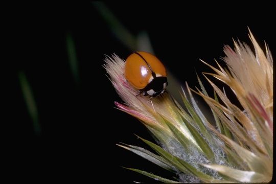 Sivun Coccinella californica Mannerheim 1843 kuva