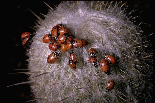 Plancia ëd Hippodamia convergens Guérin-Méneville 1842