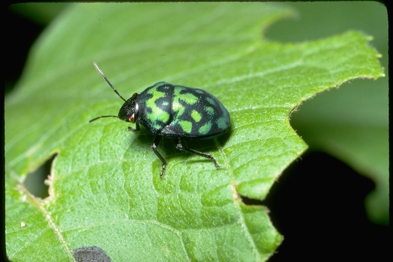 Image of hemipterans