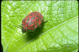 Image of hemipterans