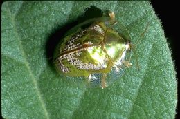 Image of leaf beetles