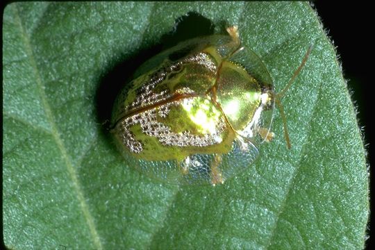 Image of leaf beetles