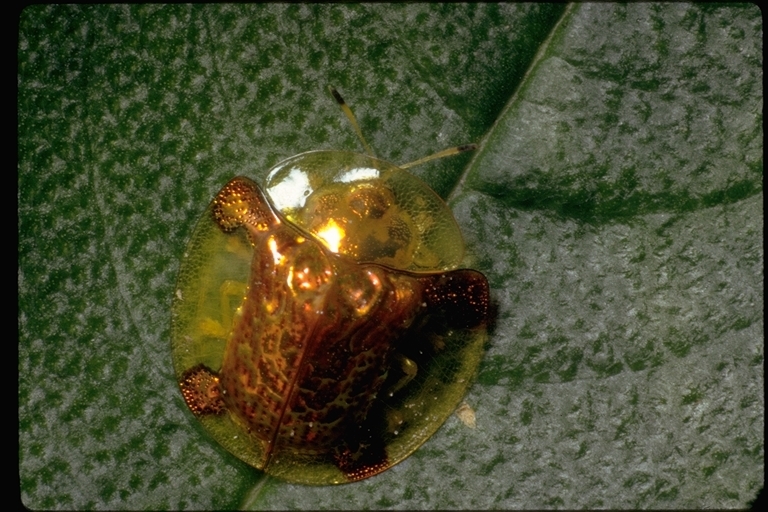 Image of leaf beetles