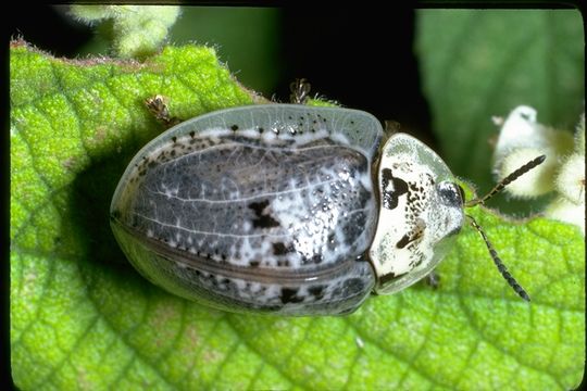 Image of leaf beetles