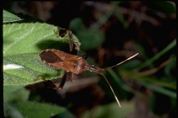 Image of hemipterans