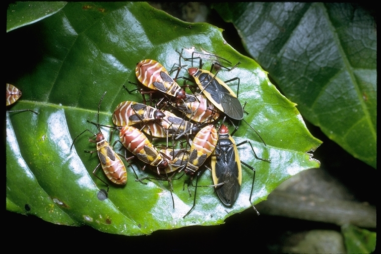 Image of hemipterans