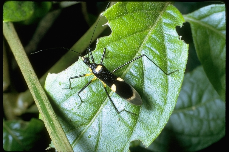 Image of hemipterans