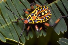 Image of hemipterans