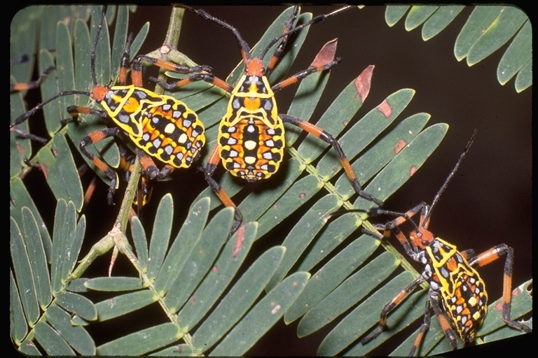 Image of hemipterans