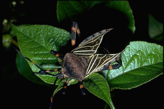 Image of hemipterans