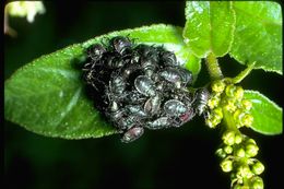 Image of leaf-footed bugs