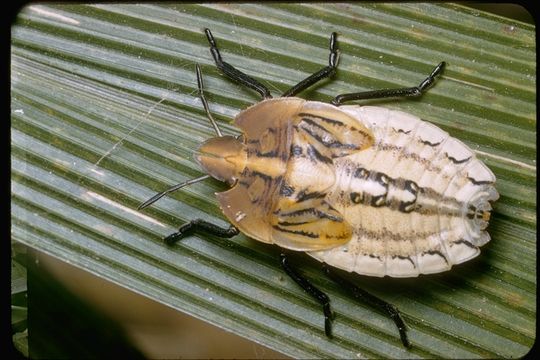 Image of hemipterans