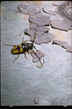 Sivun Trachyderes (Dendrobias) mandibularis (Dupont 1834) kuva