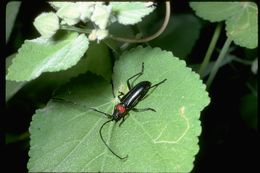 Image of long-horned beetles