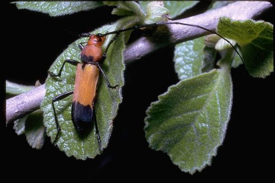 Image of long-horned beetles